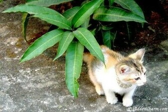 Most Beautiful Cat Wallpaper Charming Collection Of