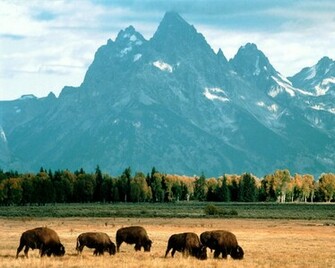Bison Wallpaper Jpg