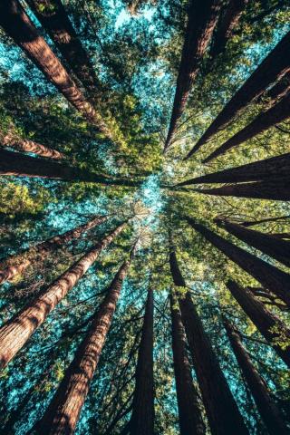 Tree Pictures Image HD Photos