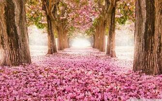 Love Path 4k HD Desktop Wallpaper For Ultra Tv Dual