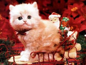 Christmas Kitten Wallpaper