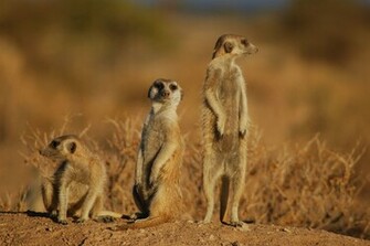 Image Meerkat 1920x1080p HD Animal Wildlife Nature Wallpaper