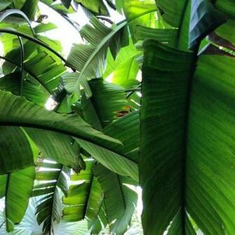 Palm Tree Leaf