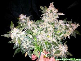 Pro Grow Led Light Re Continued Growing Marijuana