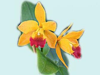 Beautiful Orchids Wallpaper