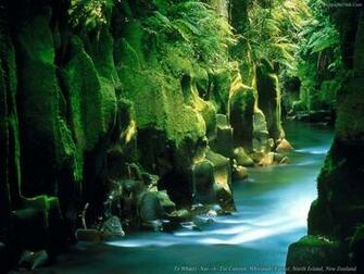 Best Jungle Lake Desktop Wallpaper Background Collection
