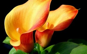Orange Calla Lilies HD Flower Wallpaper