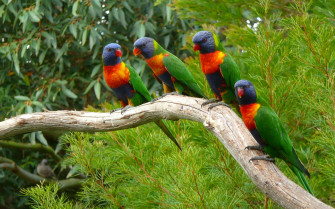 Animals Nature Parrot Birds Wallpaper HD