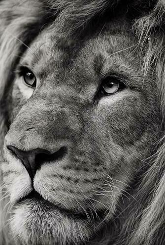 Lion Wallpaper For iPhone And iPad