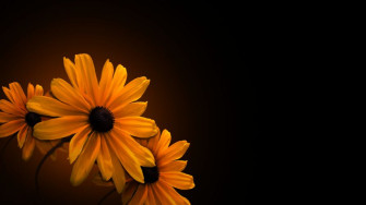 Dark Sunflower Nature Wallpaper