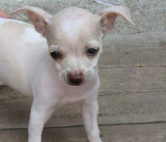 Roxy Chihuahua High Quality And Resolution Wallpaper On
