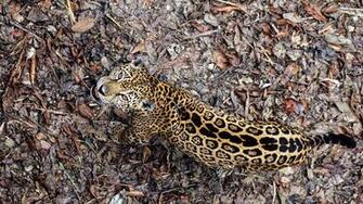 Leopard Frowning For X HDtv 1080p Resolution