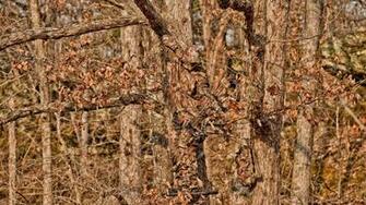 Mossy Oak Camouflage