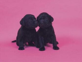 Showing Gallery For Cute Black Lab Puppy Wallpaper