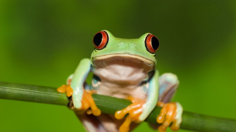 Frog Red Eye Stem Green Background 4k Rare Gallery HD