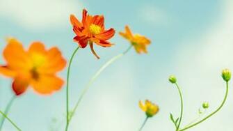 Cosmos Flowers Wallpaper HD