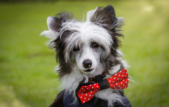 Wallpaper Look Face Butterfly Portrait Dog Chinese Crested