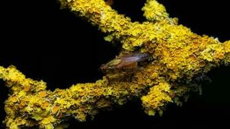 Yellow Fellow Id Buzzerg