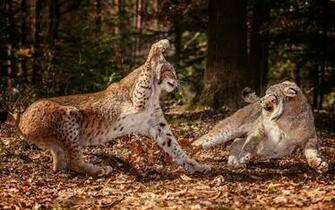 Nature Forest Animals Lynx Attack HD Wallpaper Res