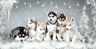 C Es Da Neve Vetor