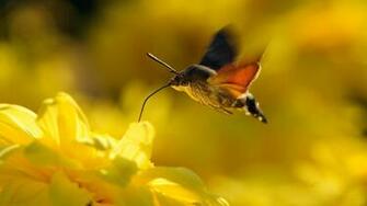 Beautiful Flowers Russian Women Net Image The Hummingbird Hawk Moth