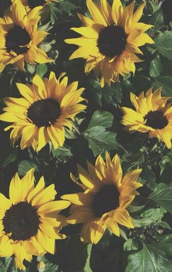 Sunflower Background Png Transparent