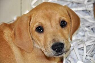 Golden Labrador Retriever Puppies Background