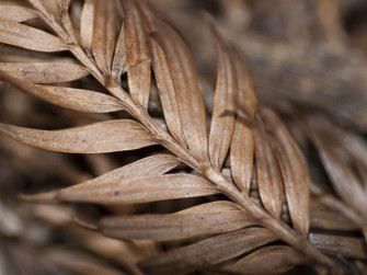 Brown Wallpaper