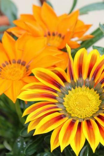 iPhone4 Wallpaper Retina Flower