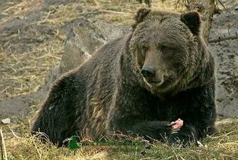 Pin Grizzly Bear Zoo Wallpaper 2560x1600jpg