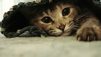 Cat Funny Desktop Animals Wallpaper Background HD For