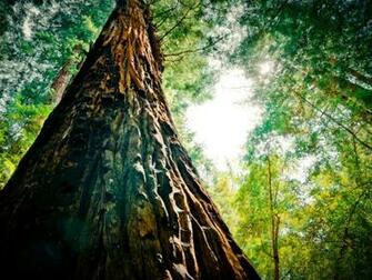 Green Nature Trees Tree Trunk Wallpaper HD