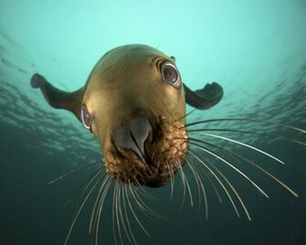 Steller Sea Lion Wallpaper