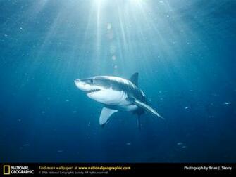 Great White Shark Picture Desktop Wallpaper