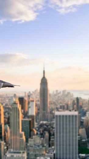Chrysler Building New York City Architecture Cityscapes Seagulls