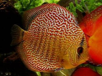 Discus Fish Wallpaper