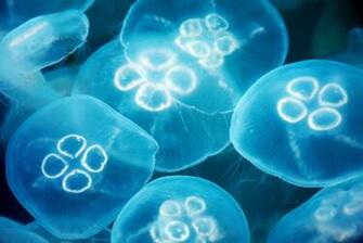 Moon Jellyfish Wallpaper On Aurelia