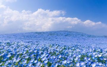 Nemophila Hitachi Seaside Park Wallpaper Teahub Io