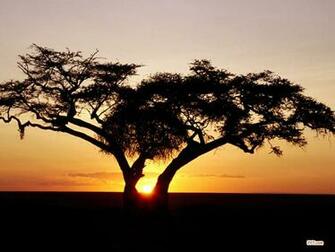 Sunrises Wallpaper Safari Sunrise Africa Id