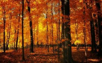 Autumn Forest Wallpaper Wallpoper
