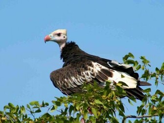 Vulture Wallpaper Wallpaper9