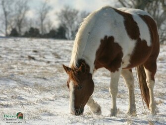 Screensaver And Desktop Wallpaper Of Winter Equine Scenery