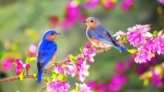 Spring Blue Birds Wallpaper HD