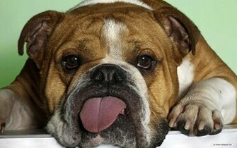 Animal Wallpaper Cute Animals