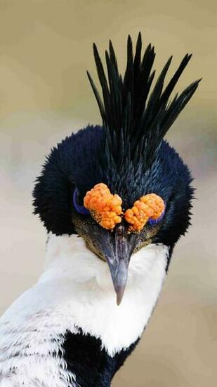 Blue Eyed Shag iPhone Wallpaper HD