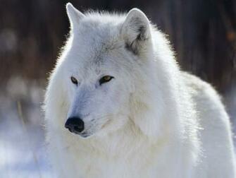 White Wolf Wallpaper HD Desktop