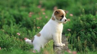 Dog Pictures Pics