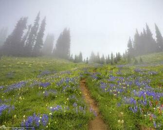 Wallpaper Washington Mount Rainier Foggy Morning Forest