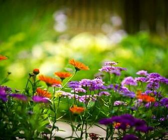 Little Spring Flowers On The Garden HD Wallpaper