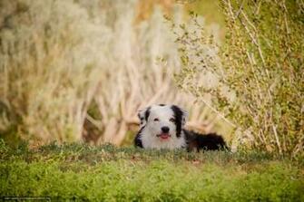 Wallpaper Dog Summer Nature Desktop In The
